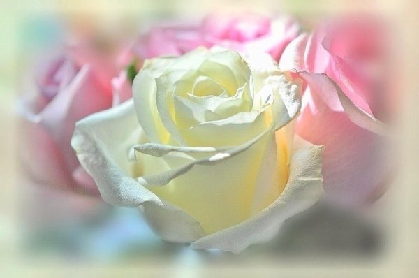 роза нежная