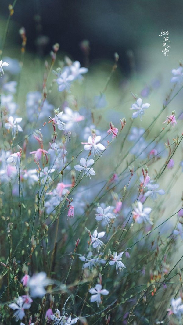 луговой цветок