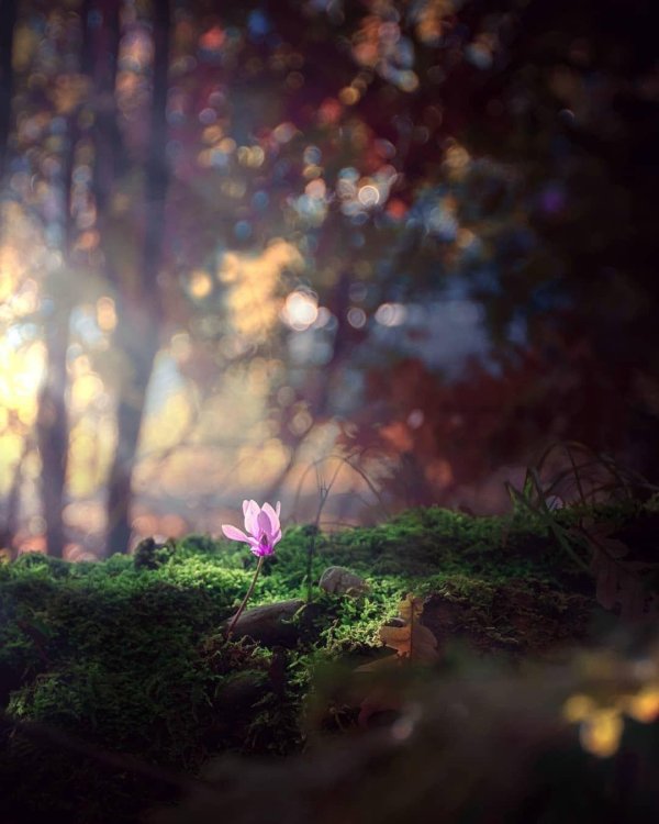 лес с цветами