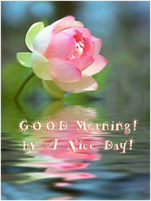 цветки лотоса