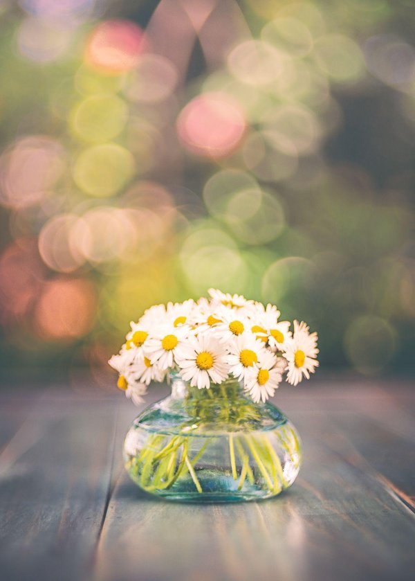 с ромашками