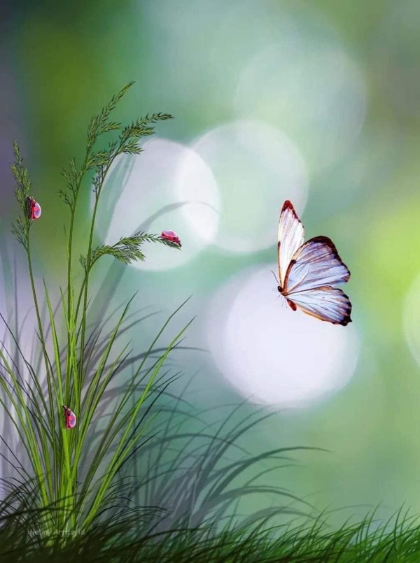 нежные бабочки