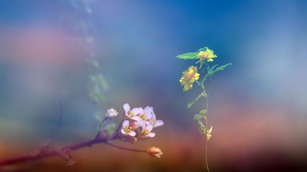 нежные весенние цветы