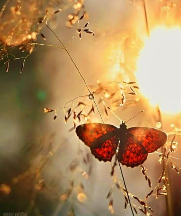 порхающая бабочка
