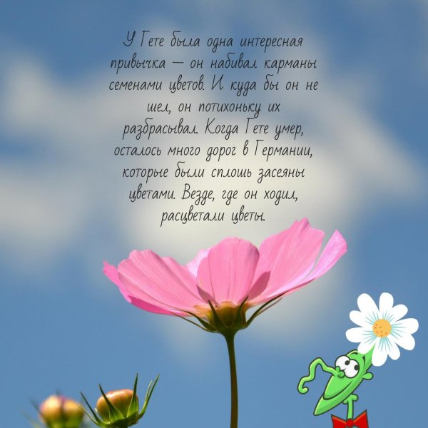 афоризмы о цветах