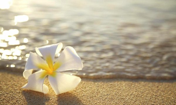 плюмерия гавайи