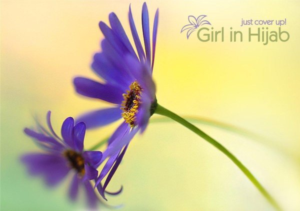 фиолетовые цветки