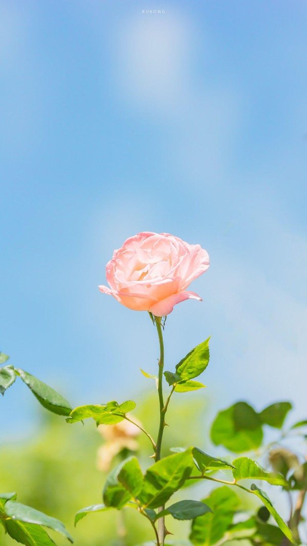 роза розовая