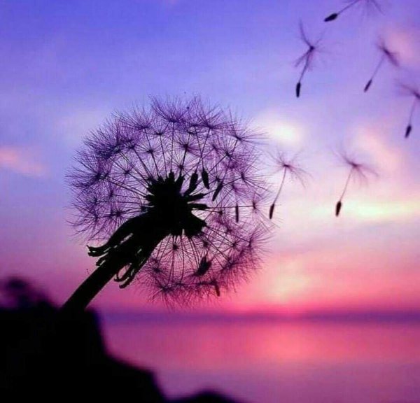 фиолетовый одуванчик