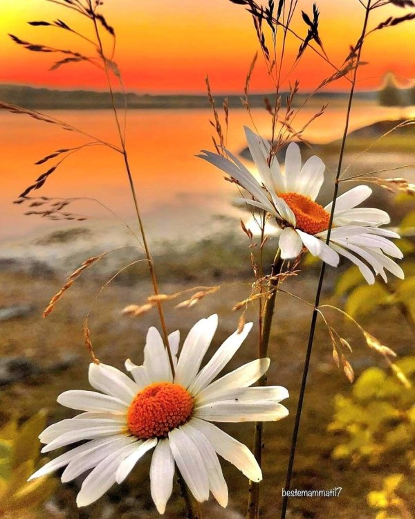 ромашка на закате
