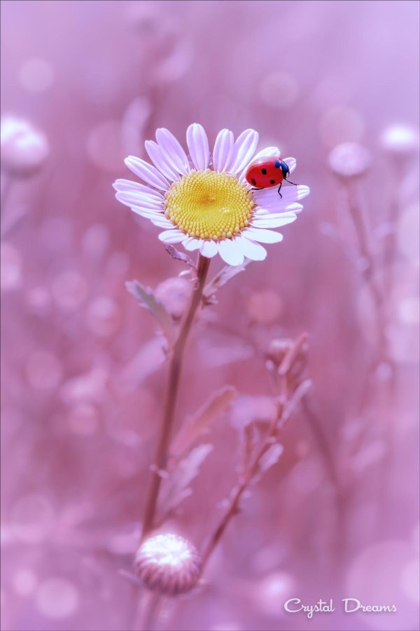 ромашка с божьей коровкой