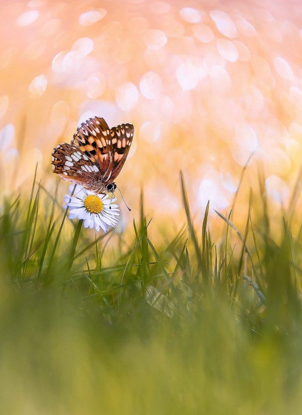 утро бабочки