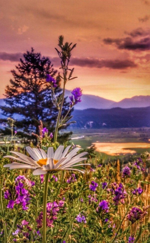 пейзажи природы лето