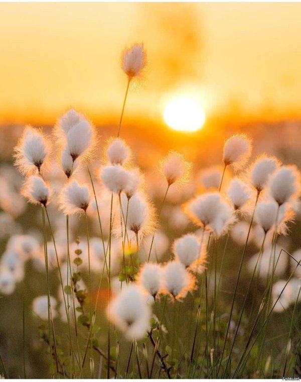 пушица шейхцера