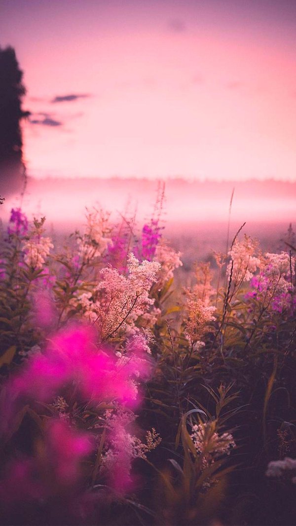 кипрей узколистный