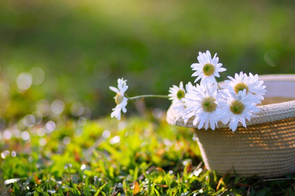 ромашка цветки