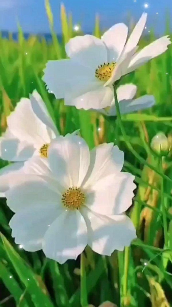 космея сенсация белая