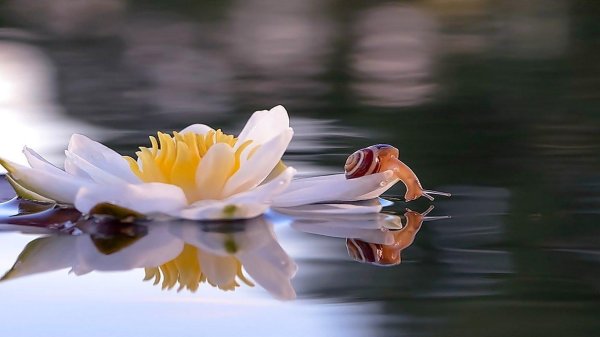 водяная лилия кувшинка