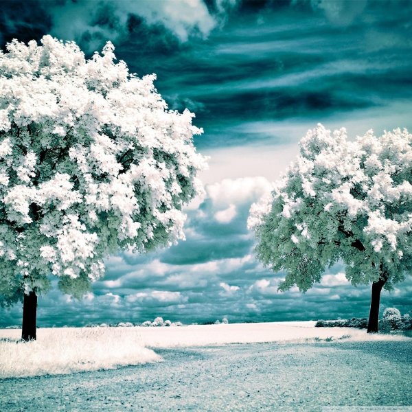 деревья красивые