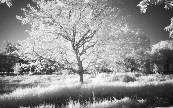 инфракрасная фотография