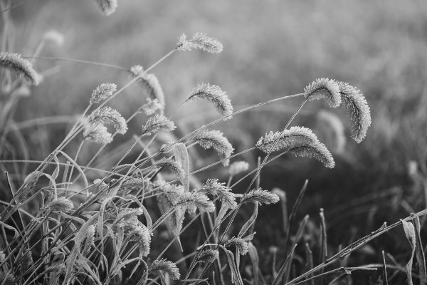 полевая трава