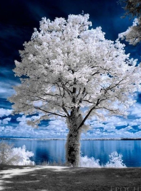 инфракрасная фотография