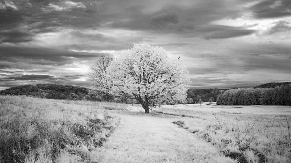 белый пейзаж