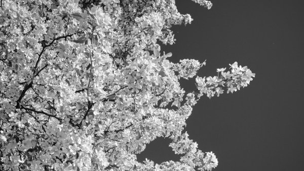 дерево ветка