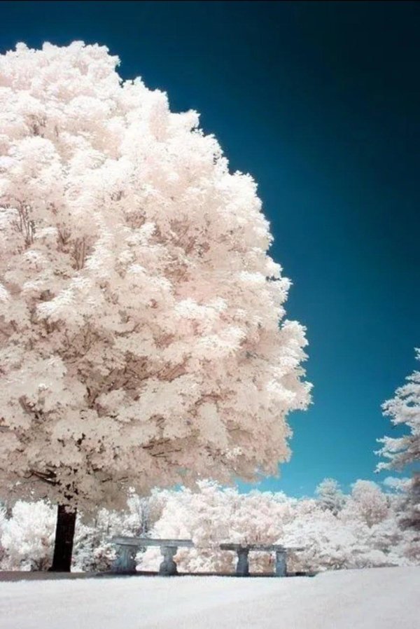 инфракрасная фотография