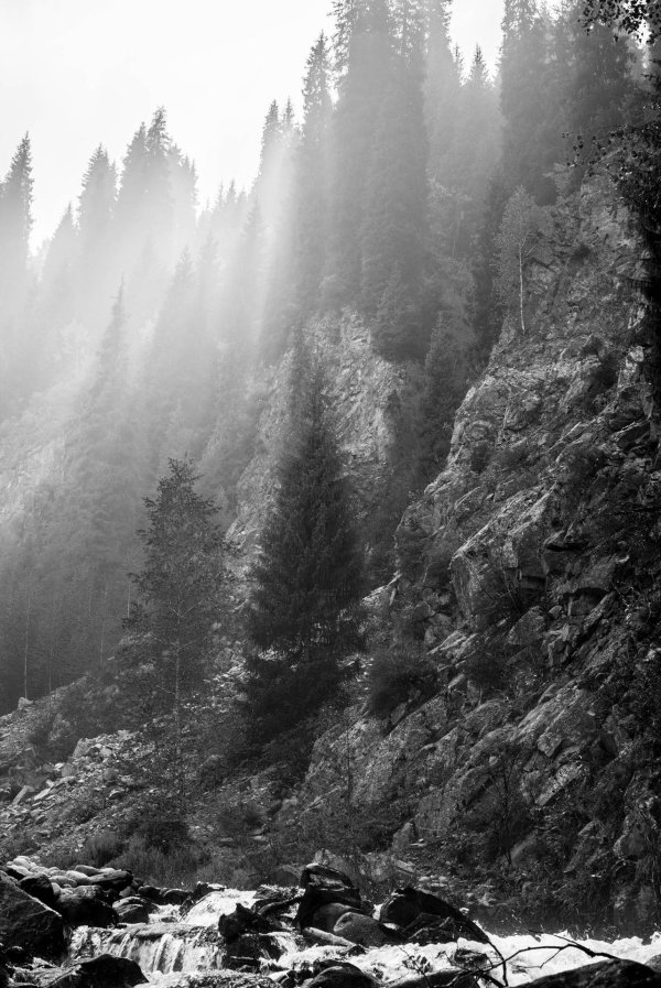 природа горы лес