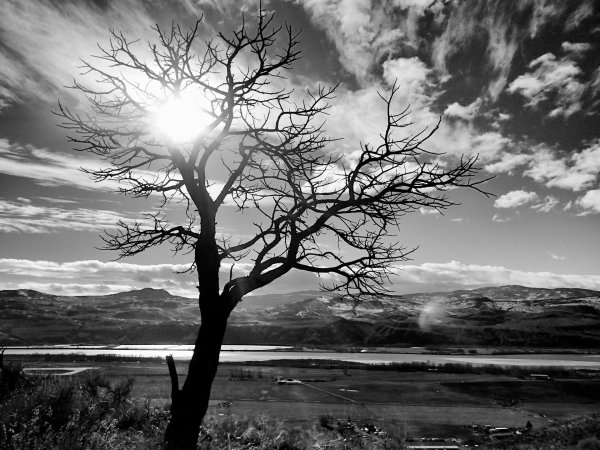 дерево черно белое