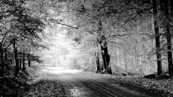 дорога осень