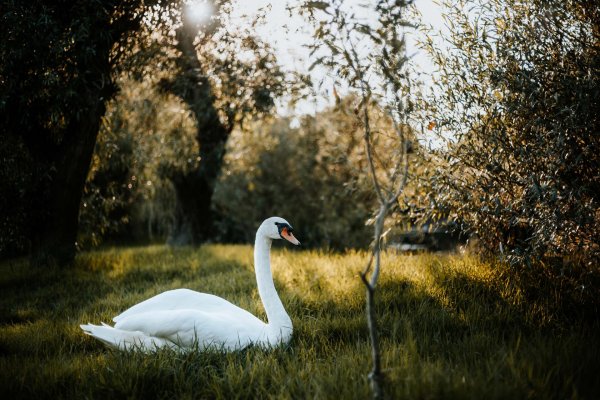 птица лебедь