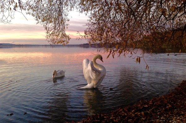 лебединый пруд елагин остров