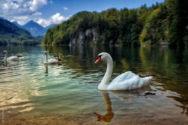 новый афон лебединое озеро