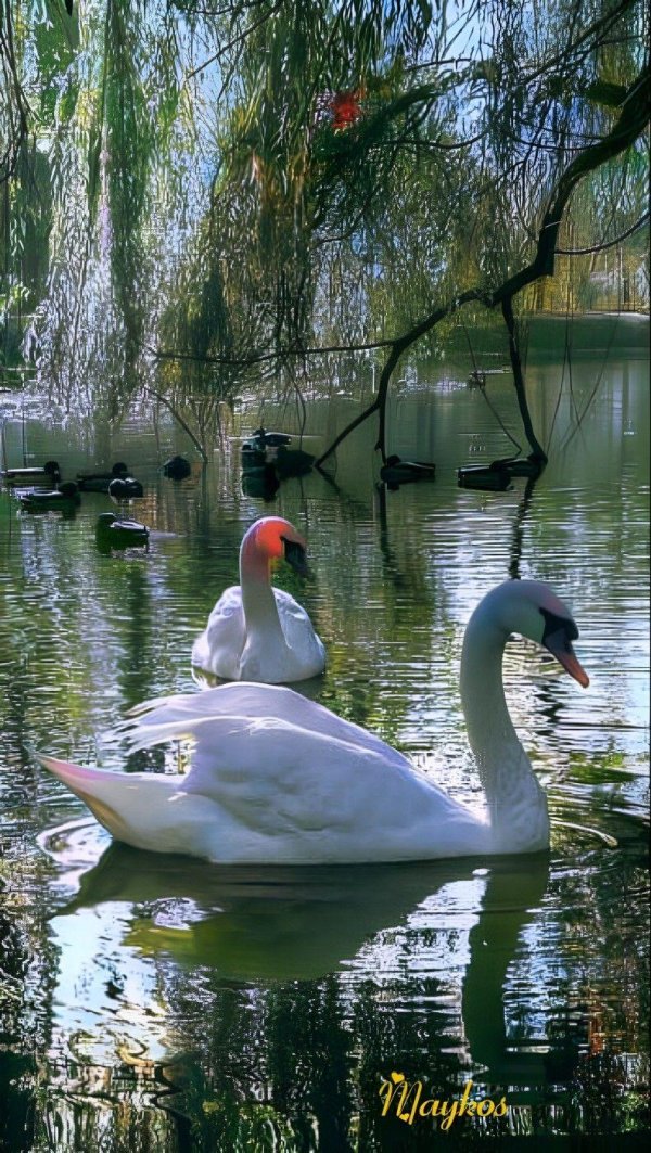 лебедушка лебединое озеро