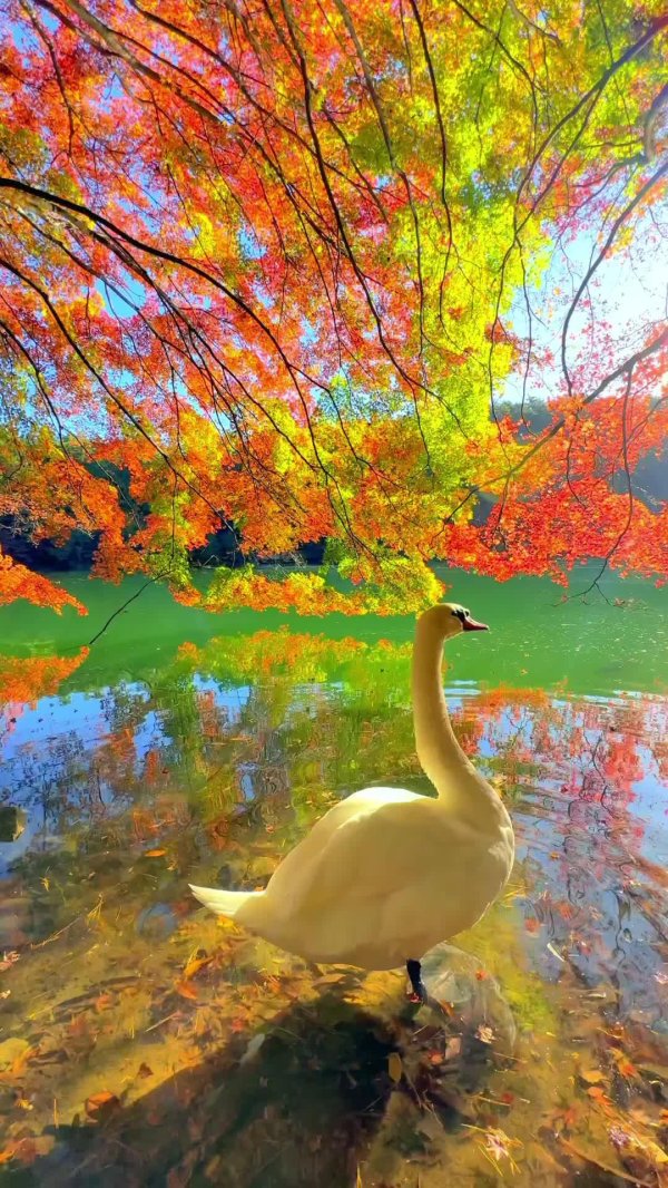 осенние пейзажи