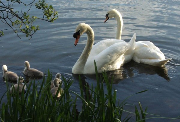 птенец лебедя