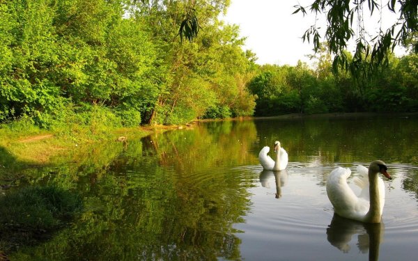лебединый пруд елагин остров