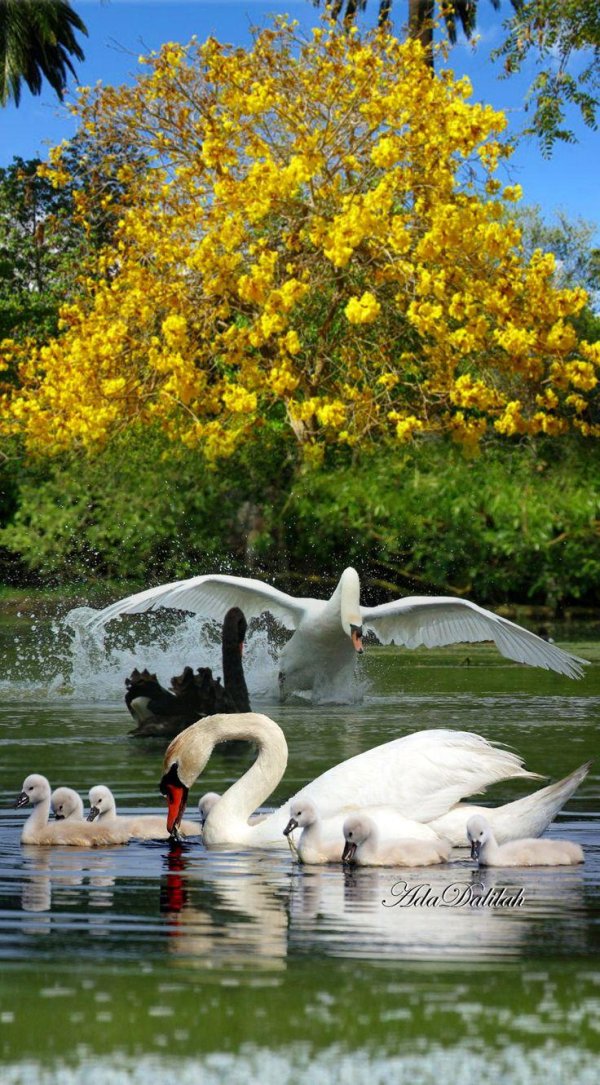 лебеди шипуны