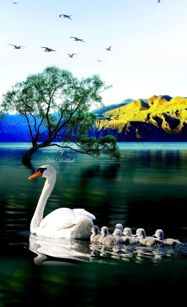 птица лебедь