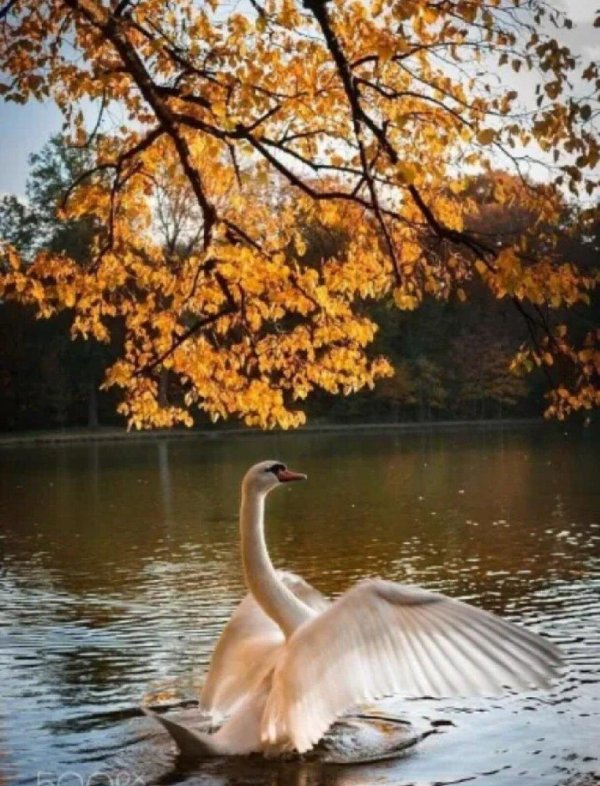 осень птицы