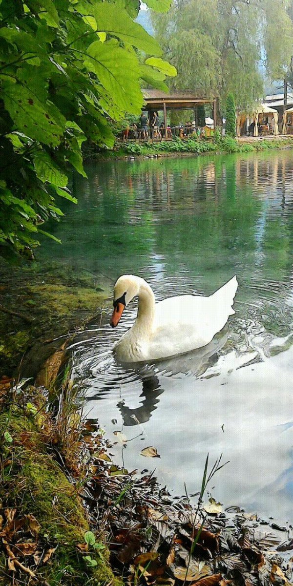 парк с лебединым озером новый афон