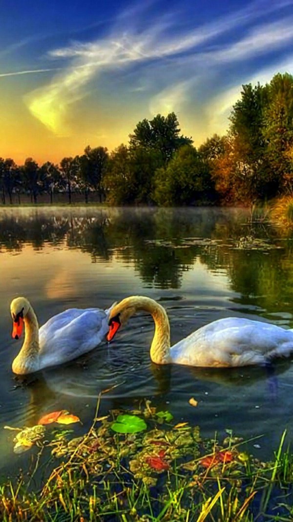 красивые лебеди