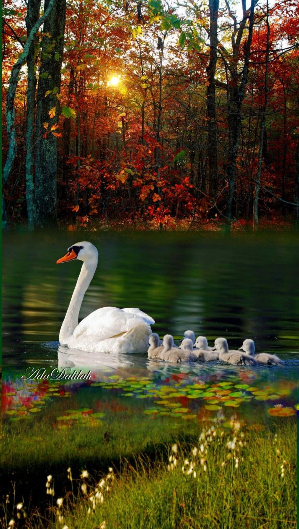 лебеди красивые