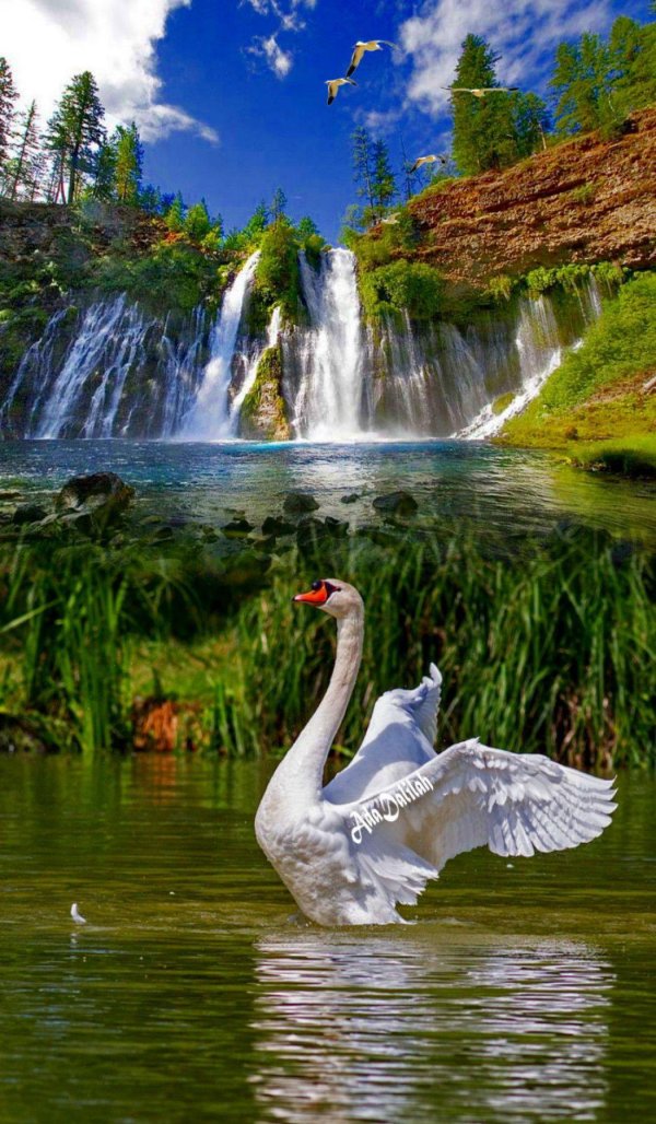 лебеди и водопады