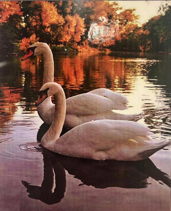 лебеди осенью