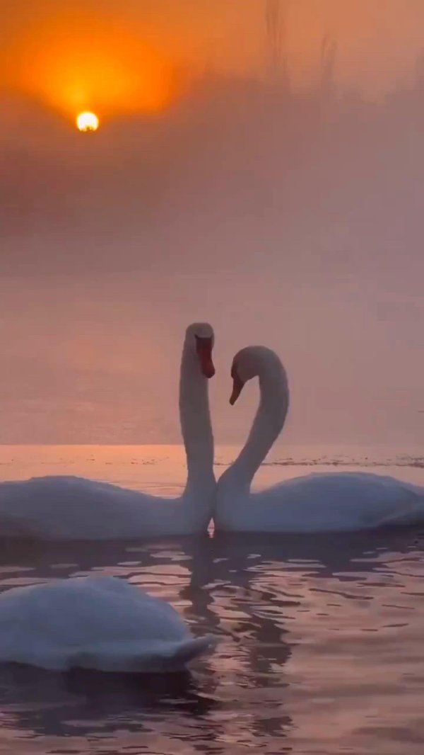 пара лебедей