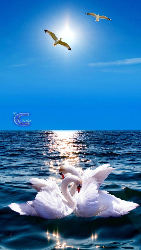 птица лебедь