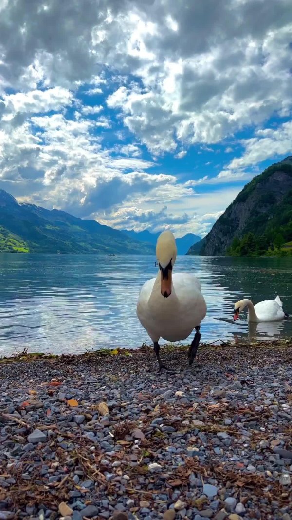 птица лебедь